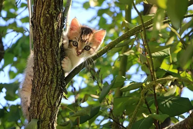 Top Cat Trees for Large Cats in 2026