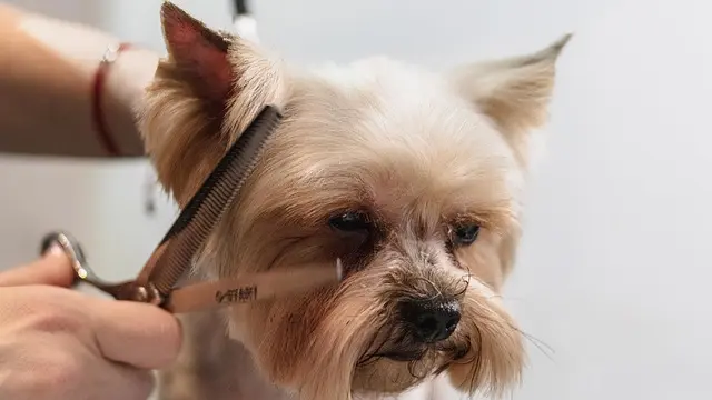 Best Dog Grooming Kits - Comprehensive Buying Guide